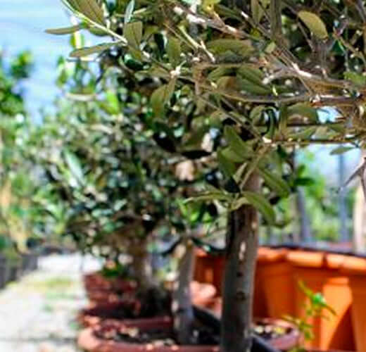 Come fare un bonsai di olivo?