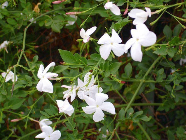 Pianta di Gelsomino - Jasminum officinalis (vaso - 20)