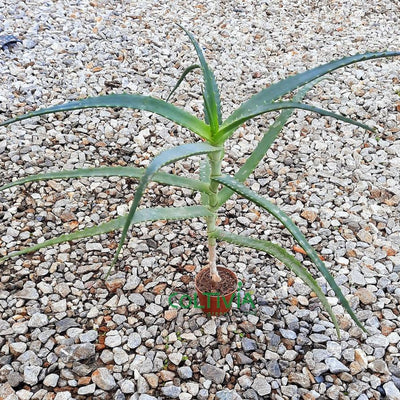 20 Piante di Aloe Arborescens (vaso - 6.5)