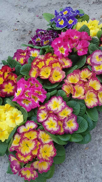 1 Pianta di Primula in "Mix Colors" (vaso - 10)