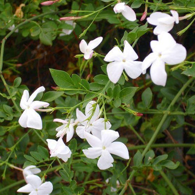 Pianta di Gelsomino - Jasminum officinalis (vaso - 20)