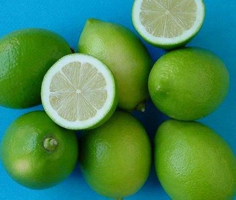 Pianta di Limone - "Il Limone senza semi" (vaso - 20)