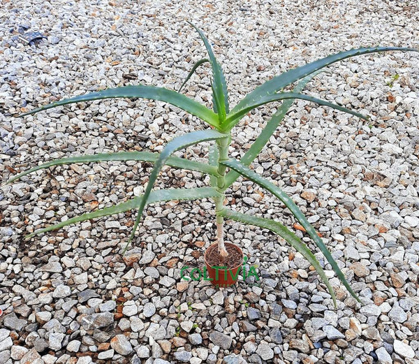 20 Piante di Aloe Arborescens (vaso - 6.5)