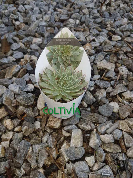 Pianta di Graptopetalum Filiferum (vaso - 6.5)