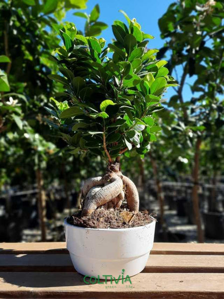 Pianta di Bonsai "Ficus Ginseng" in (vaso Novara di ceramica - 16)