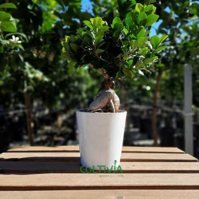 Pianta di Bonsai "Ficus Ginseng" in (vaso Dallas di ceramica - 13)