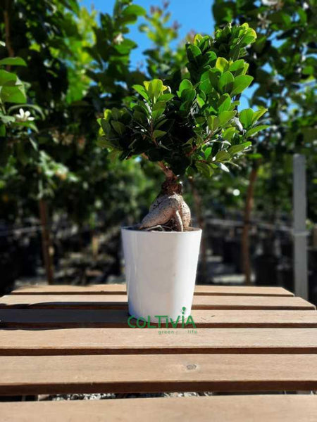 Pianta di Bonsai "Ficus Ginseng" in (vaso Dallas di ceramica - 13)